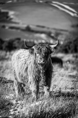 Highland Cattle, Exmoor
