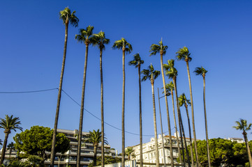 Cannes, palm trees, France, Cote d Azur