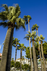 Cannes, palm trees, France, Cote d Azur