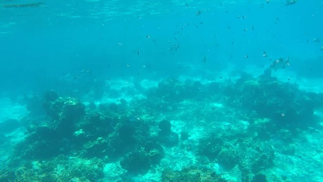 Athletic Girl Diving Underwater. Snorkeling Young Woman Swimming in Blue Cristal Clear Water. HD. Similan, Thailand.