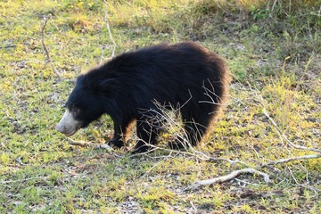 Sloth bear, Melursus ursinus, Sri Lanka