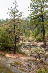 Trees in Yosemite