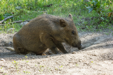 Wildschwein in der Natur