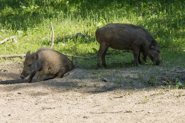 Wildschweine in der Natur