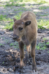 Fototapeta premium Wisent in der Natur