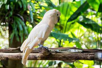 Lovely cockatoo is sitting on a branch. close up