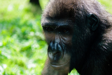 gorilla at the israeli safari