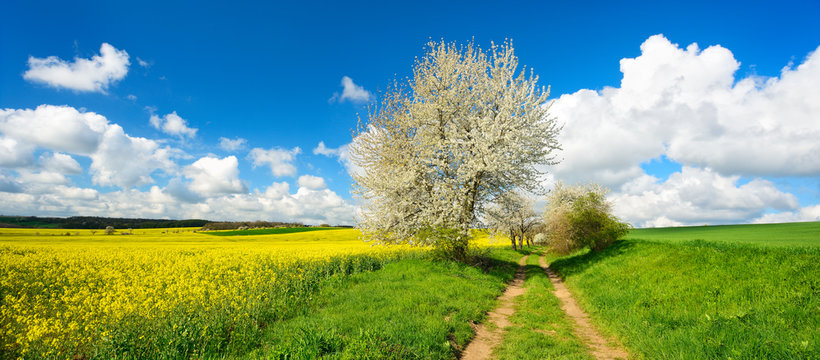 Landschaft im Fr&uuml;hling, Kirschb&auml;ume in voller Bl&uuml;te, gr&uuml;ne Wiese, Rapsfeld, Feldweg