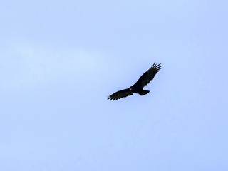 Turkey Vulture, Cathartes aura, Falklands Islands
