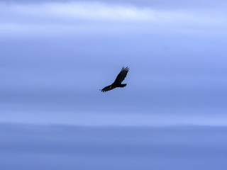 Fototapeta na wymiar Turkey Vulture, Cathartes aura, Falklands Islands