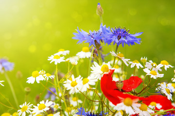 Fototapeta na wymiar Wild flowers bouquet in bright sunlight.