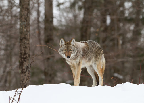 Coyote walking in the winter snow