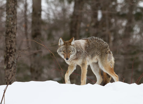 A lone Coyote walking in the winter snow in Canada