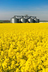 Blühendes Rapsfeld, hinten Getreidesilos