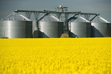 Blühendes Rapsfeld, hinten Getreidesilos