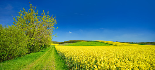 Kulturlandschaft im Frühling, blühendes Rapsfeld, Feldweg, blauer Himmel