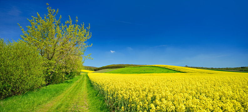 Kulturlandschaft im Fr&uuml;hling, bl&uuml;hendes Rapsfeld, Feldweg, blauer Himmel