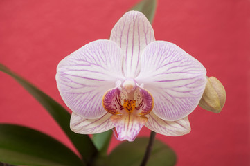 orchidées panachée rose en intérieur 