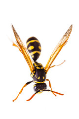 Wasp over white macro