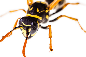 Wasp on white detail