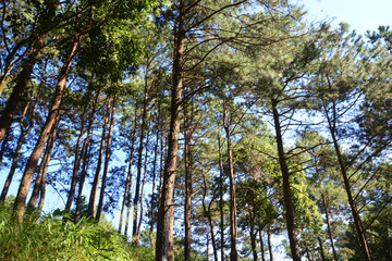 The Pinaceae (pine family) are trees in forest