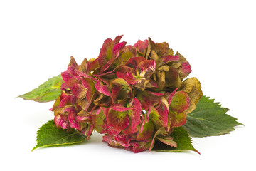 hortensia flower, Hydrangea macrophylla