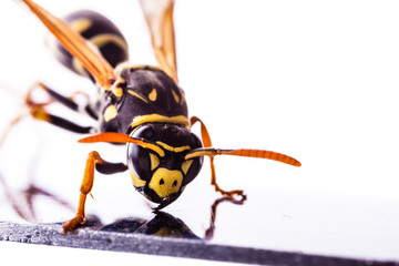 Wasp on a metal surface closeup