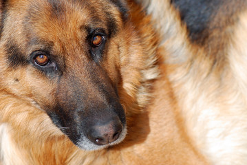 PASTOR ALEMÁN, POSE, 