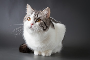 Portrait of Scottish Straight cat bi-color spotted lying on dark background, 8 months old.
