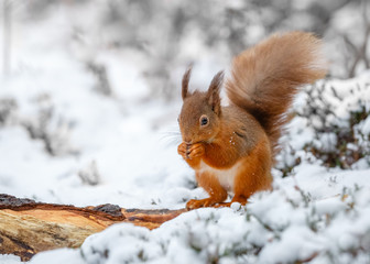 Red squirrel in Winter habitat, County of Northumberland, England - obrazy, fototapety, plakaty