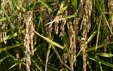 Rice plants with ripe grains in sunny autumn day