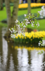 The cherry blossom in the spring garden