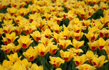 The big amount of the colorful tulips in the spring