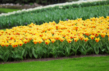 The big amount of the colorful tulips in the spring