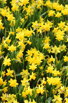 Fototapeta The big amount of the yellow daffodils growing in the field