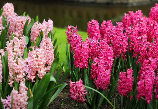 Fototapeta The big amount of the purple pink hiacinths