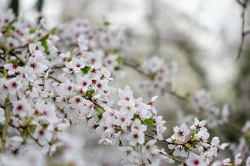 The cherry blossom in the spring garden