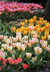 Fototapeta premium The big amount of the colorful tulips in the spring