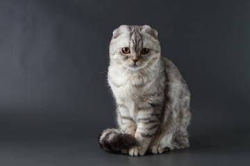 Portrait of Scottish fold cat sitting on dark background, 8 months old.