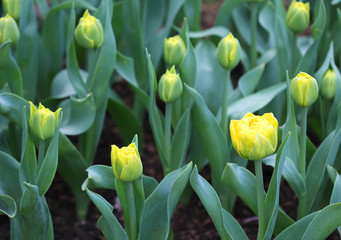 The big amount of the colorful tulips in the spring