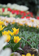 The big amount of the colorful tulips in the spring