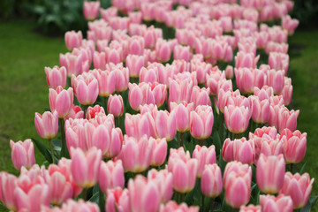 The big amount of the colorful tulips in the spring