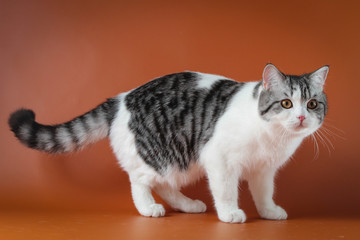 Portrait of Scottish Straight cat bi-color spotted staying four legs against a orange background, 8 months old.
