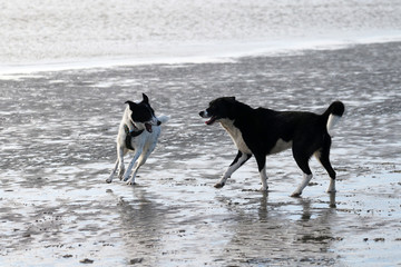 Spielende Hunde