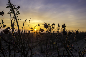 Verbl&uuml;hte Knospen eines Rosenstrauches im Sonnenaufgang