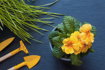 flowers, herbs, items care home