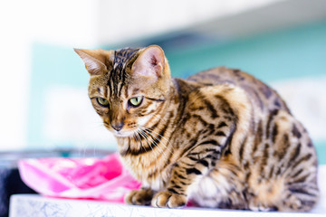 cute beautiful Bengal cat set on the table