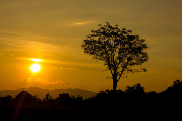 Beautiful landscape image with sun and trees silhouette at sunset