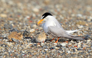 Little Tern (Sterna albifrons) nesting in Japan 