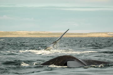 Fototapeta premium whale copulation in Peninsula Valdes